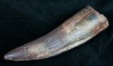 Monsterous Spinosaurus Tooth - Largest I've Had #10134-1